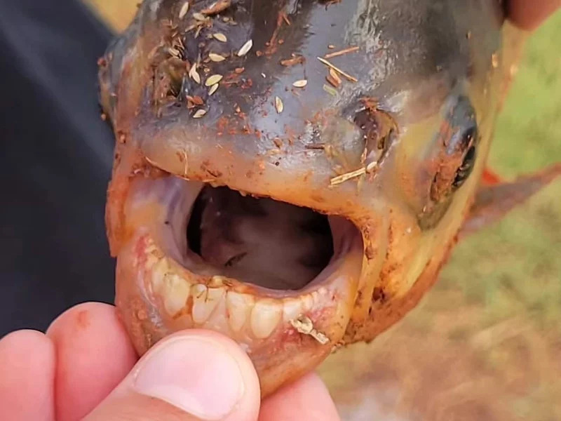 Peixe bizarro com dentes humanos
