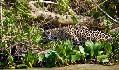 A onça foi flagrada caçando. 
