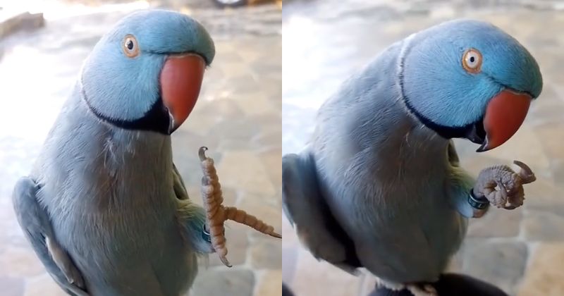 Periquito da esp&eacute;cie “ring neck” viralizou em v&iacute;deo que conta com os dedos – Foto: @mingauringneck/Reprodu&ccedil;&atilde;o/ND