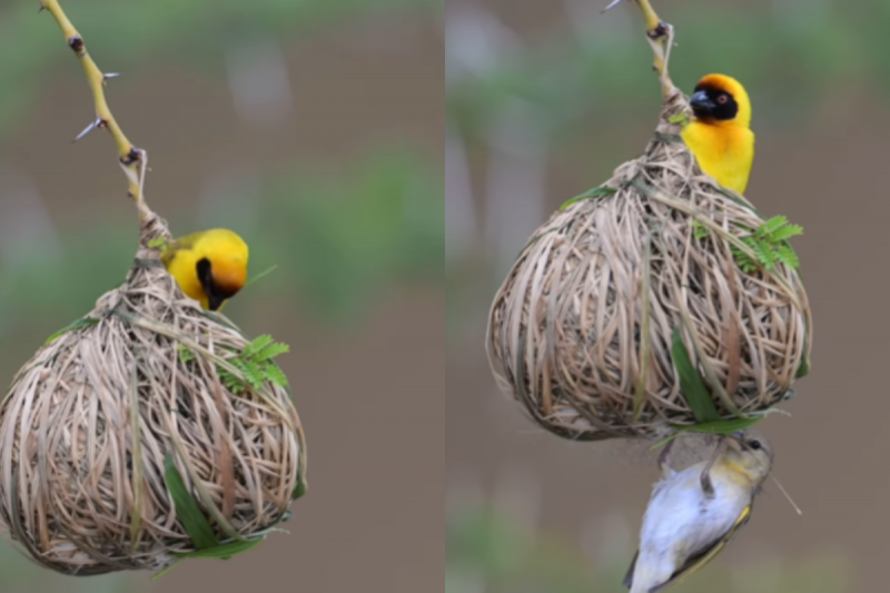 O pássaro 'tecelão' trabalha para conquistar o amor da amada. 