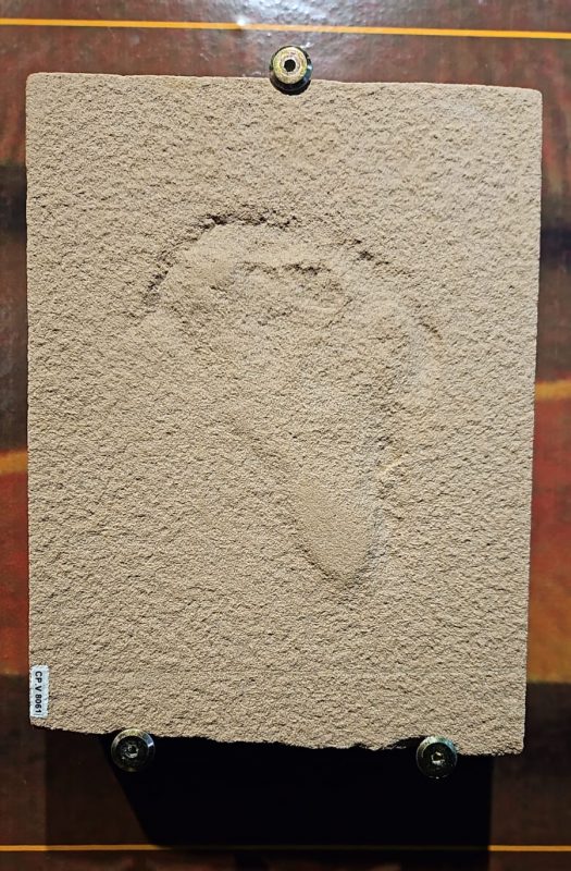 Dinossauros catarinenses e os registros em pegadas 