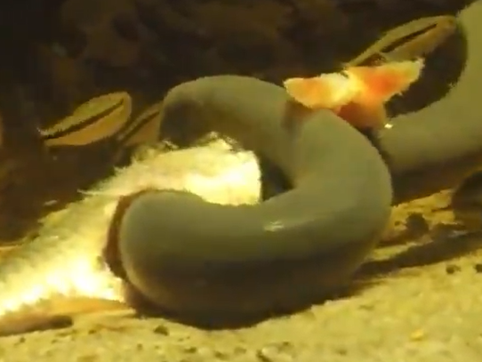 Cecília é confundida com cobra do mar