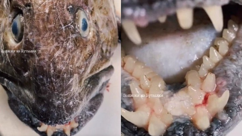 Animal &eacute; um peixe-lobo do Atl&acirc;ntico. Dentes assustadores seriam para comer caranquejos. – Foto: Instagram/Reprodu&ccedil;&atilde;o/ND