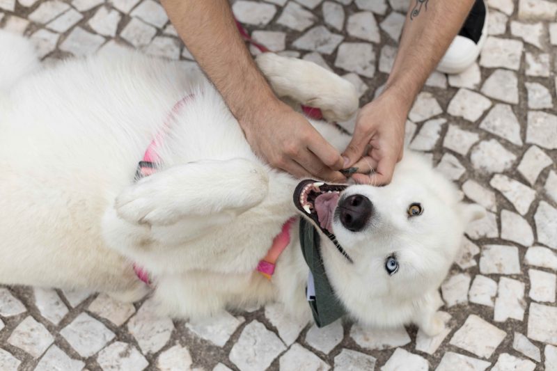 pet – Foto: Jurer&ecirc; OPEN/Divulga&ccedil;&atilde;o