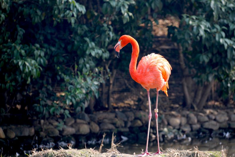 Its pink color is due to the specifics of the diet - Photo: Len / Pexels / Disclosure / ND