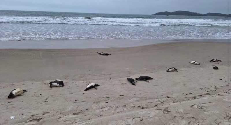 Unidade de Estabiliza&ccedil;&atilde;o de Animais Marinhos/Reprodu&ccedil;&atilde;o – Foto: Animais foram encontrados mortos na praia