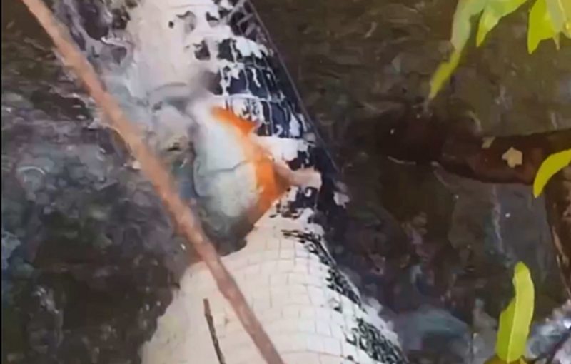 Não sobrou nada do jacaré atacado pelas piranhas 