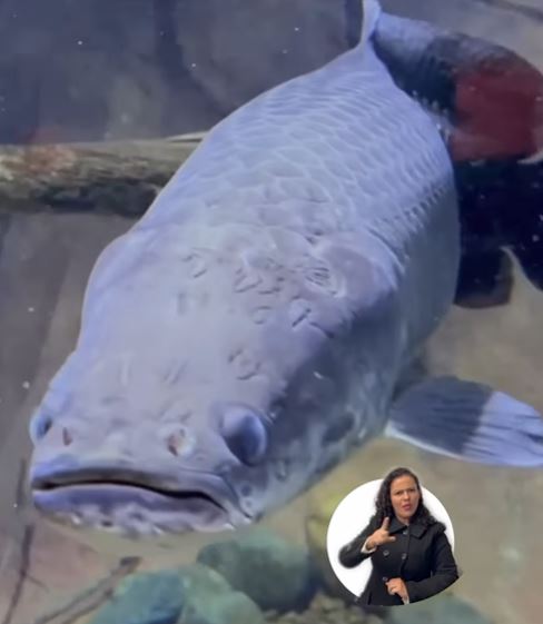 Pirarucu do Bioparque Pantanal revelou detalhes sobre como é o inverno no aquário