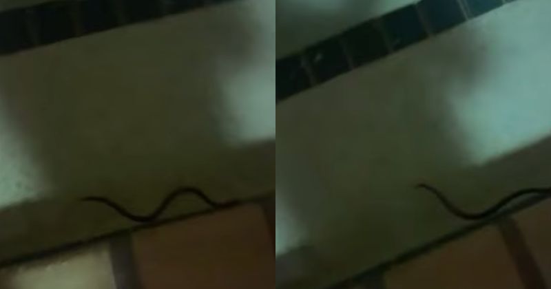 Animal foi visto em diferentes &aacute;reas do hotel – Foto: FOX6/UPI/Reprodu&ccedil;&atilde;o/ND