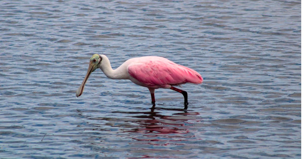 Em quase 200 anos, ave cor-de-rosa é avistada ao Norte dos EUA