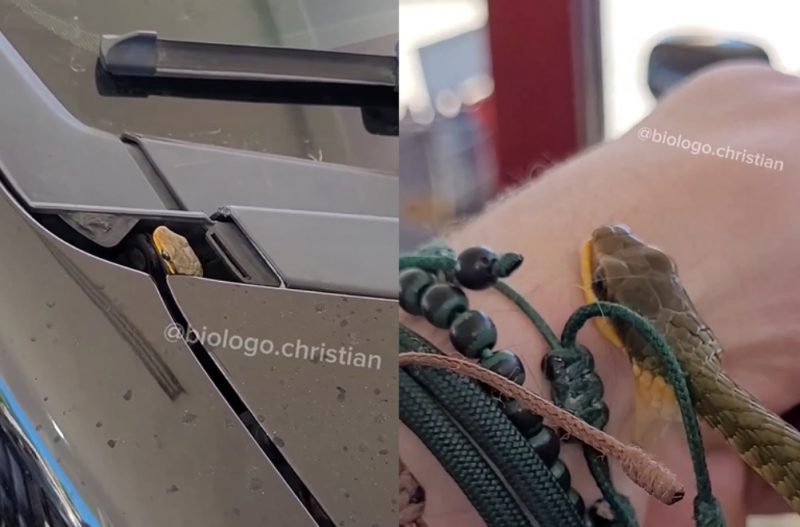 Cobra ainda mordeu o biólogo 