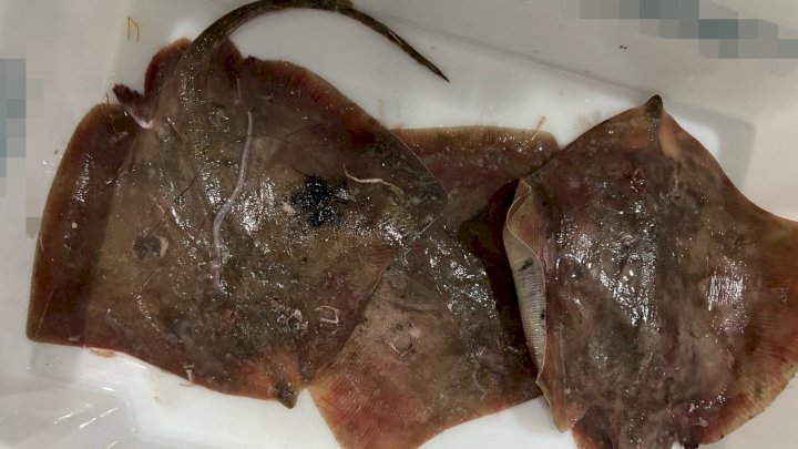 Seis esp&eacute;cies marinhas amea&ccedil;adas de extin&ccedil;&atilde;o foram encontradas na opera&ccedil;&atilde;o – Foto: Pol&iacute;cia Militar Ambiental/Divulga&ccedil;&atilde;o/ND