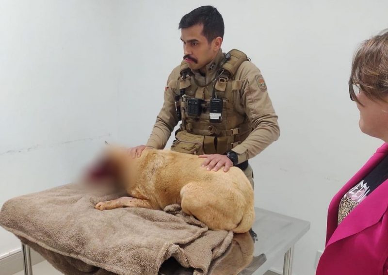 Os policiais salvaram a cadela Lucy após ela ser atropelada. 