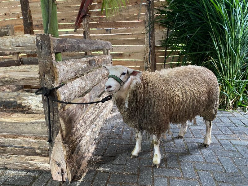 Foto de uma ovelha presa em uma estrutura de madeira. Ao fundo, aparece uma folhagem paisagística e uma divisória de madeira. 