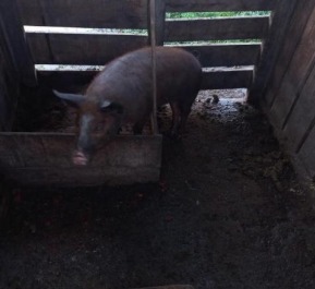 O porco foi levado na manhã de domingo (6) na rua Ribeirão do Campo 