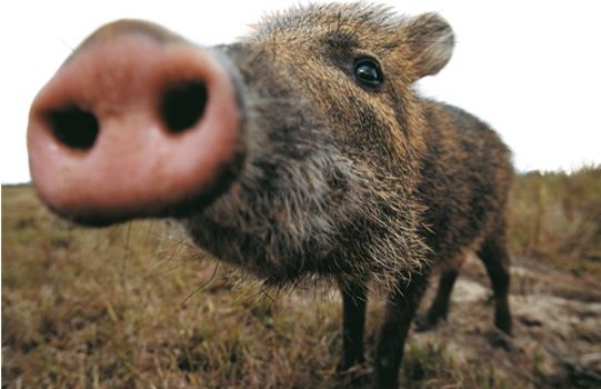 Queixadas s&atilde;o uma esp&eacute;cie de porco selvagem, muito visado por ca&ccedil;adores – Foto: queixada