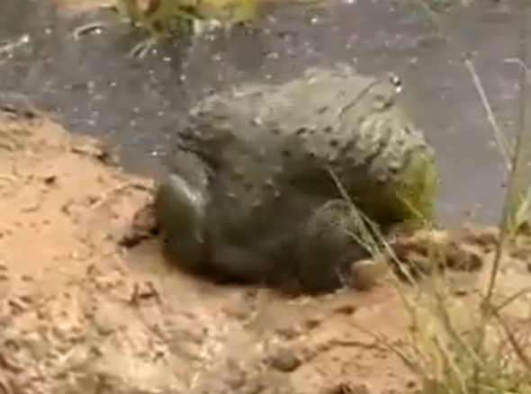 Rã se mostra excelente pai