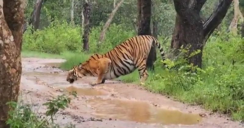 Tigre majestoso aproveitou dia chuvoso para relaxar