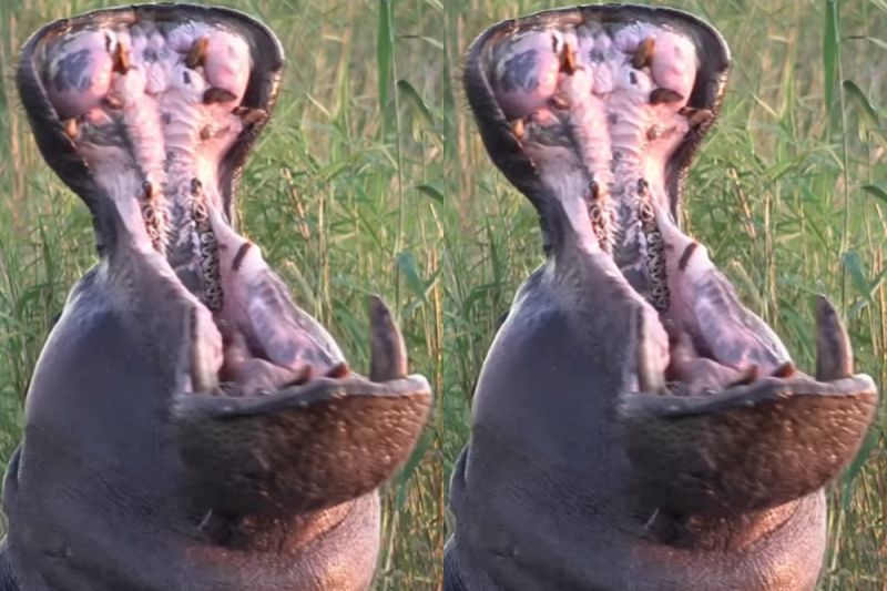 Um hipop&oacute;tamo exibe mand&iacute;bula colossal e deixa todos em p&acirc;nico. – Foto: Alexander Ley/Internet/Reprodu&ccedil;&atilde;o/ND