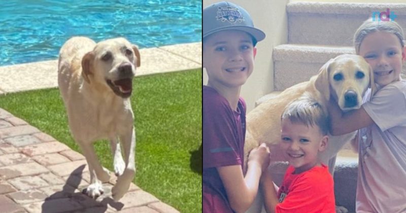 Cachorro Moxie se refrescou do calor mergulhando na piscina do vizinho