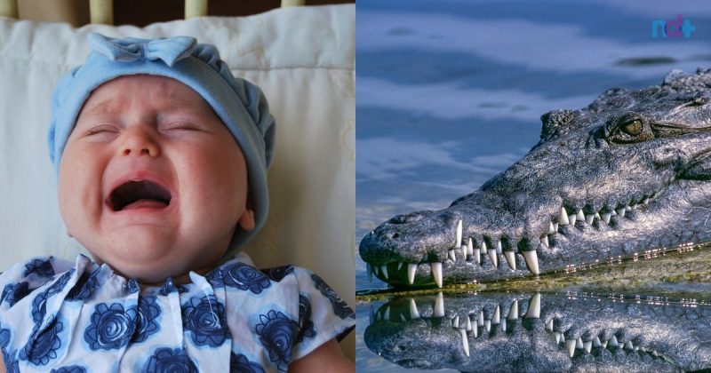 Crocodilos se mostraram mais interessados em sons de choros de bebês