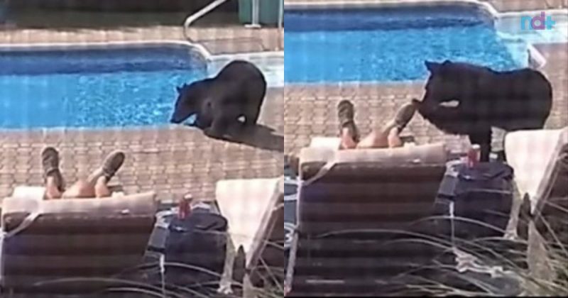 As câmeras de segurança do local flagram o urso passeando pelo jardim e como se fosse algo mais natural do mundo