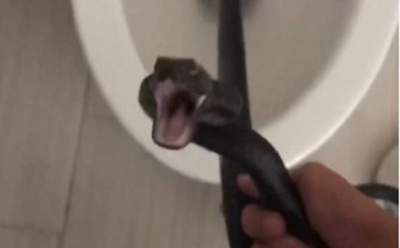 Cobra ficou escondida no banheiro em casa nos Estados Unidos por três dias