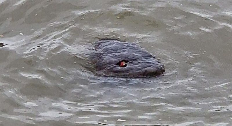 Criatura com olhos vermelhos apareceu no rio Tâmisa, em Londres