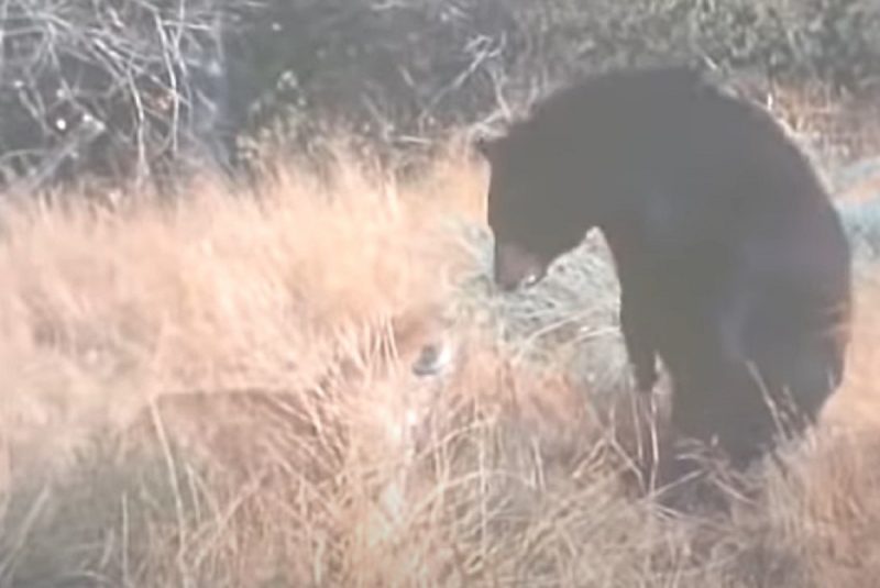 Urso e gato travam batalha por território no meio da selva