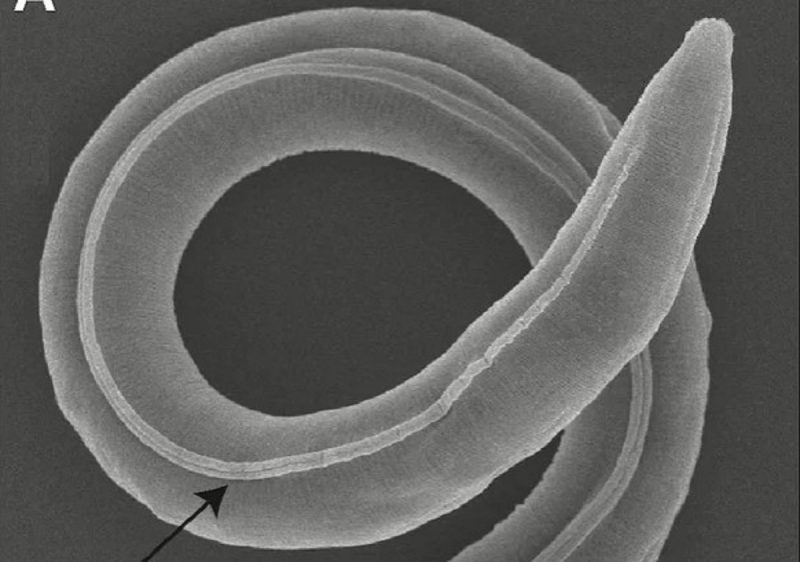 Vermes de mais de 46 mil anos é acordado por equipe de cientistas na Sibéria