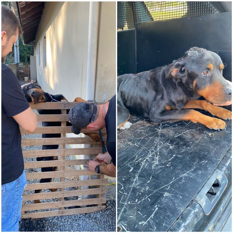 Rottweiler é resgatado em Pomerode