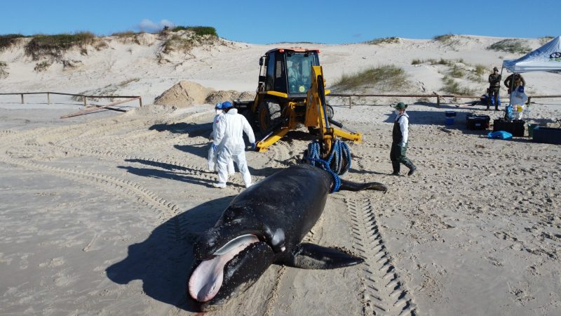 Baleia deve ter batido contra uma embarcação, dizem especialistas