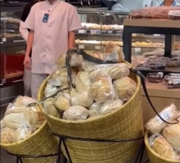 Cobra foi capturada em Florianópolis nesta terça-feira (22) - Foto: Redes Sociais/Divulgação/ND