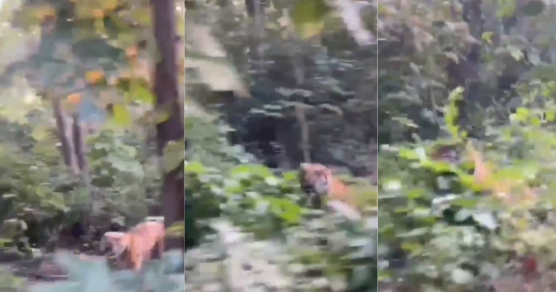 O tigre marca território. 