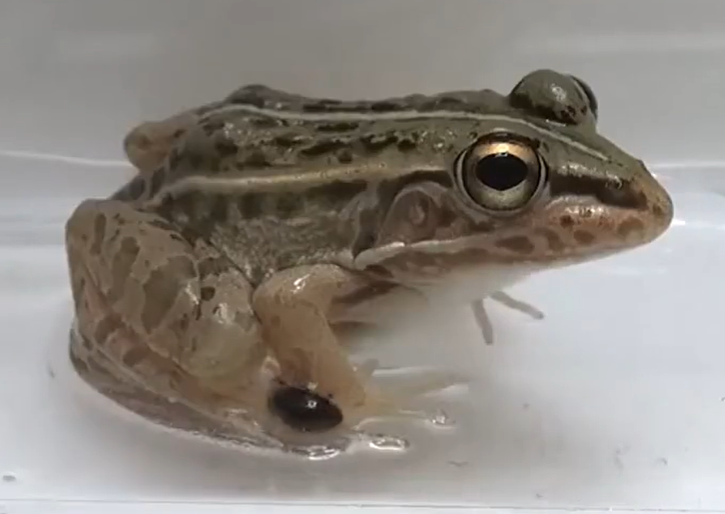 Besouro foge de ser predado por sapo 