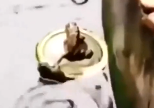 Trio de sapos em cena inusitada