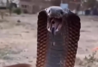 Naja leva tapa de homem, que sai rindo 