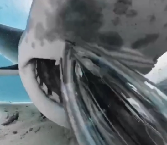 Tubarão revelou detalhes impressionantes de seu corpo