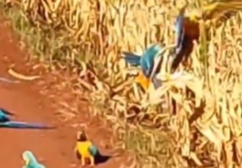 Arara branca é vista em fazenda em registro raro 