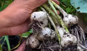 Alho levou apenas uma semana para criar raízes e brotar