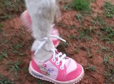 Ovelha Barbie encanta internautas com estilo cor-de-rosa 