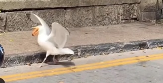 Gaivota se aproveita de homem distraído e rouba comida da mão dele 
