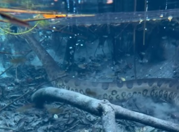 Sucuri é vista em águas cristalinas 