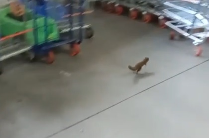 Esquilo "vai às compras" em Blumenau