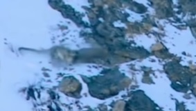 Leopardo das neves é flagrado em registro impressionante 