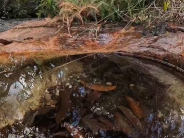 sucuri é encontrada dentro de poça d'água 