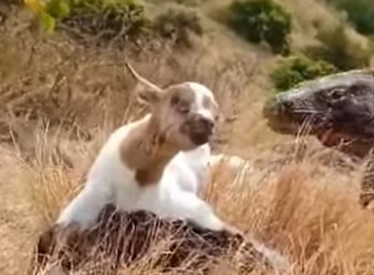 Dragão-de-komodo abocanha cabra inteira de uma vez só 