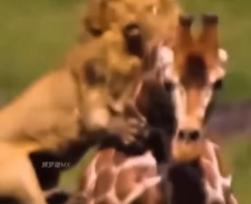 Maior luta de todas mostra leão atacando girafa