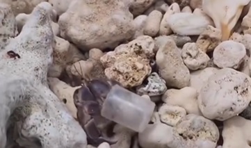 Caranguejo encontra casa nova 