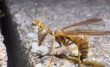 Fusão entre insetos intriga internautas